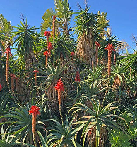 Aloë Arborescens bladeren bio (1 bundel à 500 g), echte aloë arborescens plant (Aloe Arborescens Miller), Dr. Kim Beisel… - Image 5