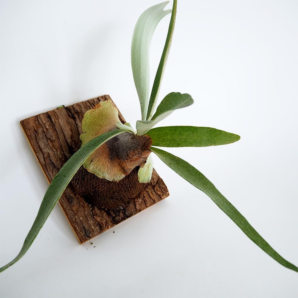 【シルバープリンス コウム 原種シクラメン】シルバーリース寄植え シルバープリンス コウム 原種シクラメン】シルバーリース寄植え