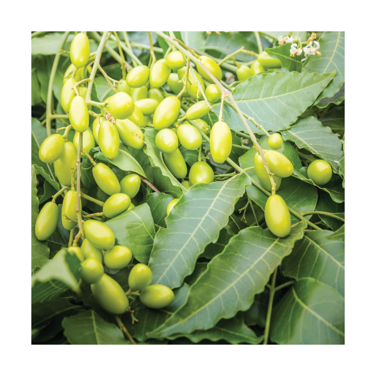 Flortis Olio di neem concentrato. Olio di Neem puro con concentrazione a 3300 ppm. Olio di neem per piante biologico pronto uso. Repellente naturale contro cocciniglie, afidi, cimici, pidocchi 1000ml.
