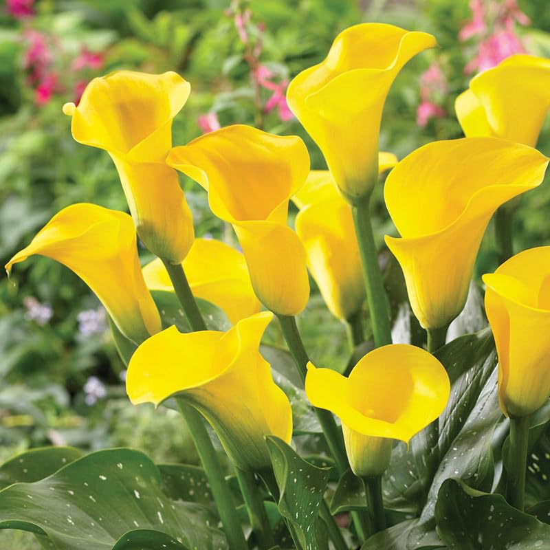 ShopCaart Live yellow Peace Lily Healthy Hybrid Plant Indoor Air Purify Plant Pack of 1 in a plastic grow bag (B0CQWK6KSL) Amazon Price History, Amazon Price Tracker