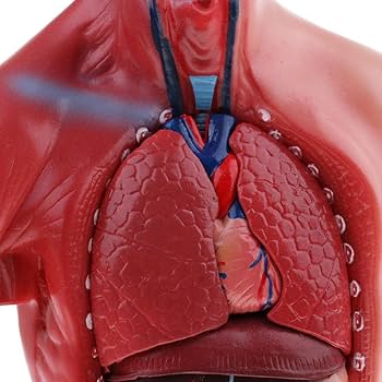 Amazon.co.jp: 人間の内臓モデル 人体模型 人体解剖 立体パズル