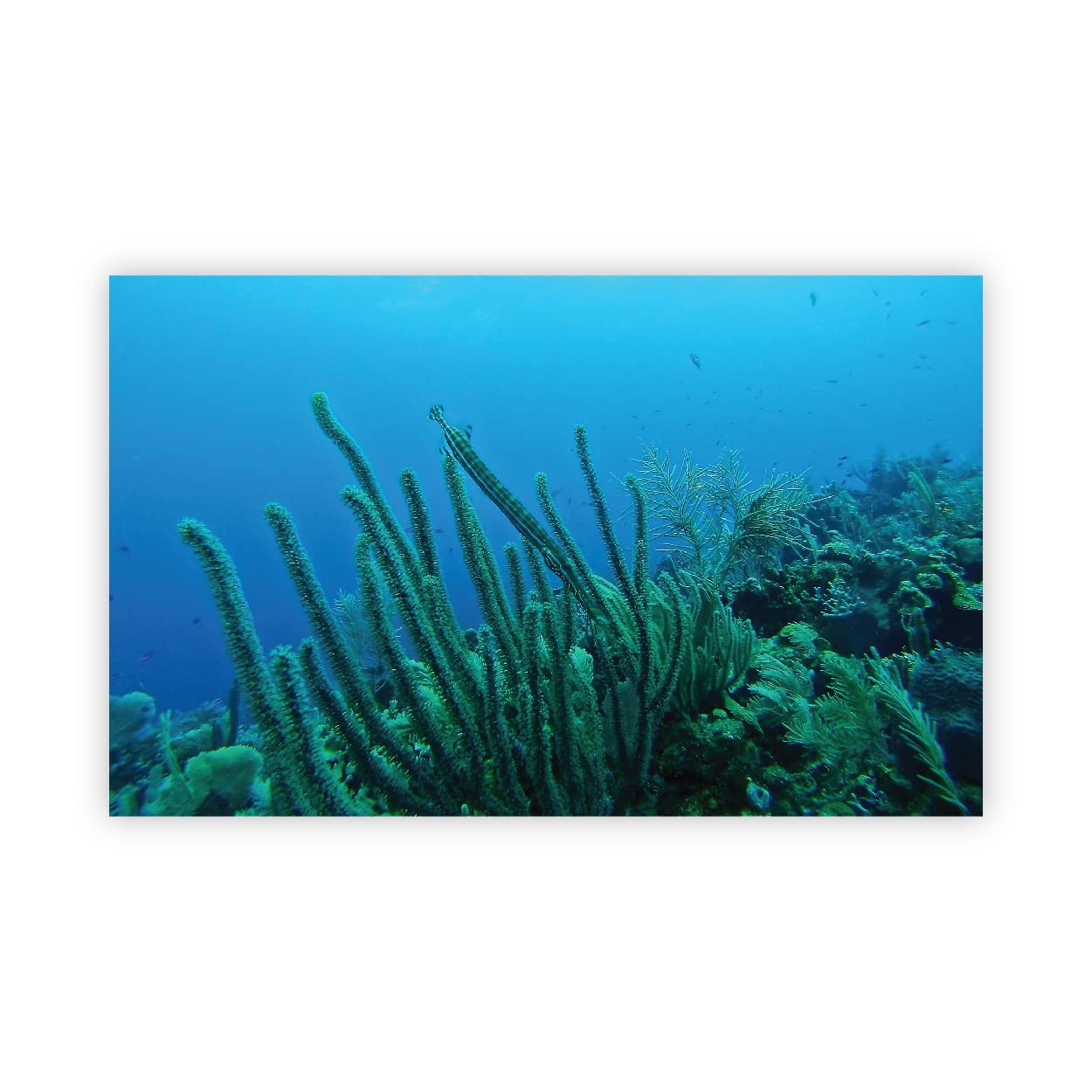 VVWV® Aquirium Background Stickers for Fish Tank Waterproof Printed Sticker Multicolored (61 x 30 CMS) (B0BW4D8KLS) Amazon Price History, Amazon Price Tracker