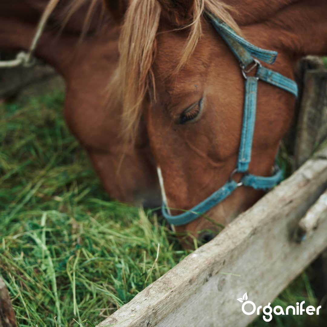 Semillas De Pasto Para Heno - 5kg = 833m² | Mezcla Premium De Heno Y Ensilaje - Nutrientes Para Un Crecimiento Rápido Y Sostenido - Organifer