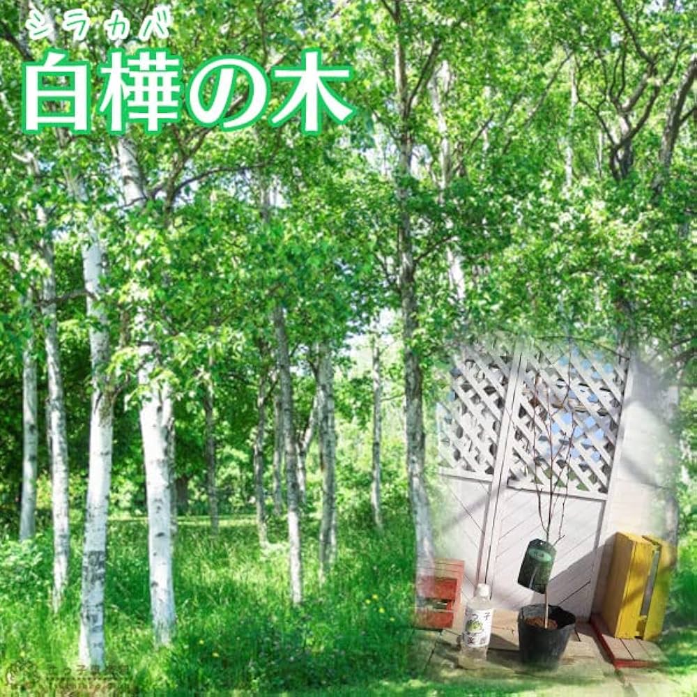 シラカバ苗木 白樺ジャクモンティー5号鉢 3株セット 幹の白い白樺 Amazon.co.jp: 白樺『ジャクモンティ』（シラカバ）10.5cmポット