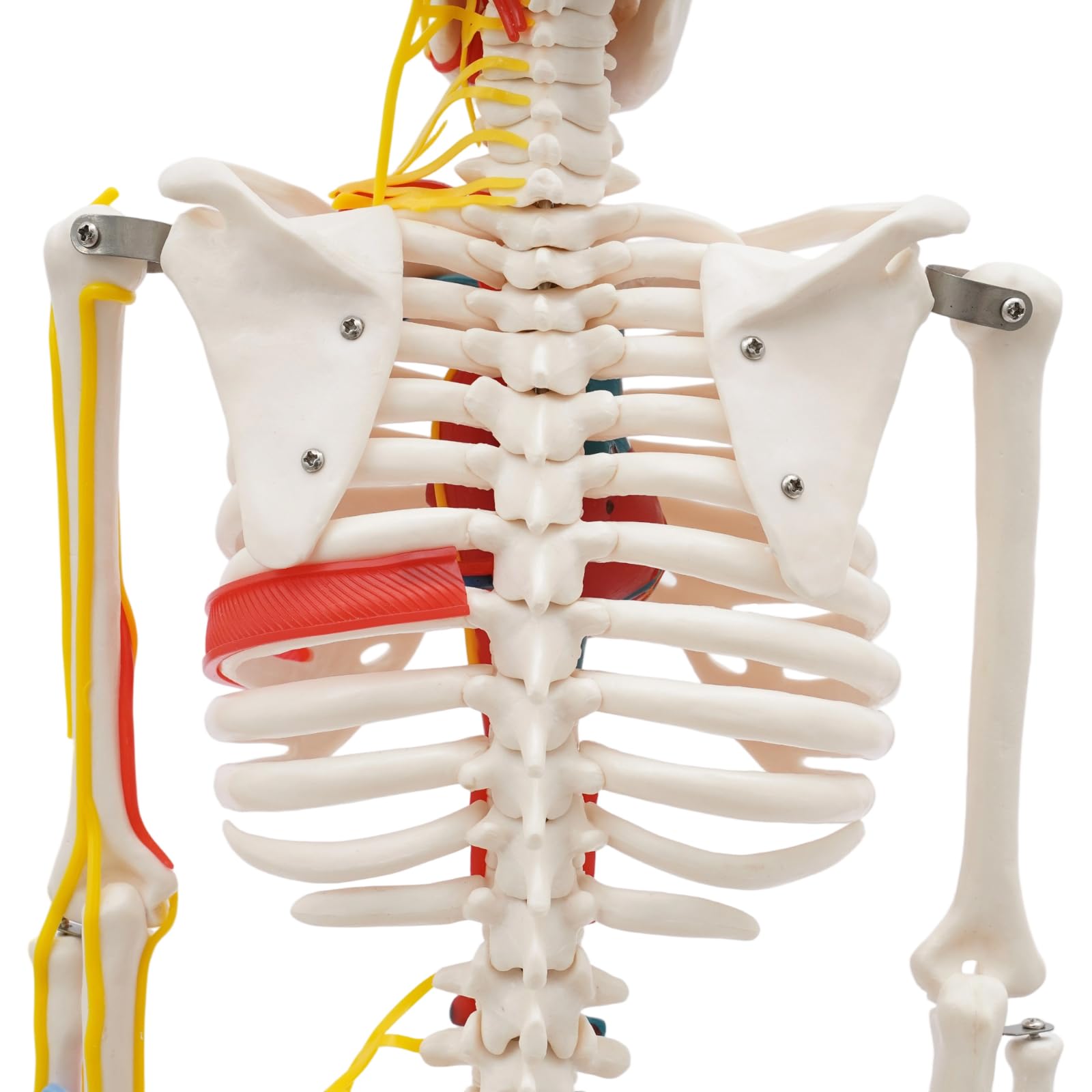 Modello scheletro anatomico, 85 cm, modello in PVC a grandezza naturale, per l'istruzione | Modello scheletro umano, materiale PVC di alta qualità, bianco, autoportante, maglie rimovibili, per lezioni e studi