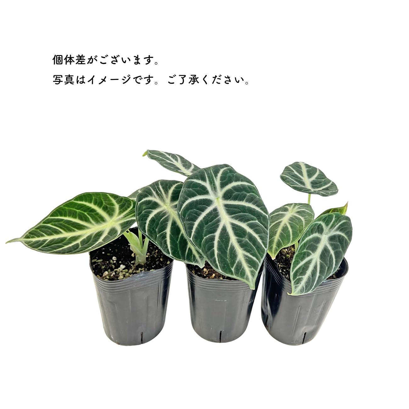 Amazon｜アロカシア ニンジャ 3号 黒ロングポット サトイモ科 小型