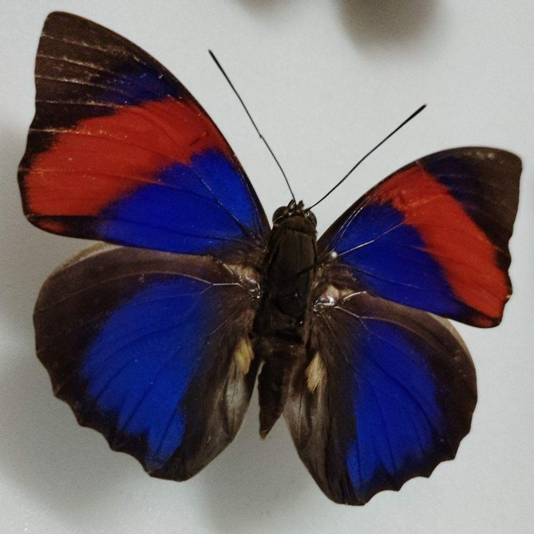 ナルキッサスミイロタテハ A～A-品 蝶標本 ブラジル オビドス <0907z