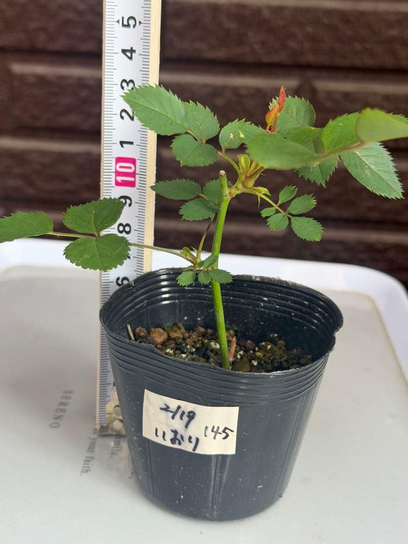 Amazon.co.jp: 145 バラ苗 バラ挿し木苗 和バラ 茶バラ いおり : DIY
