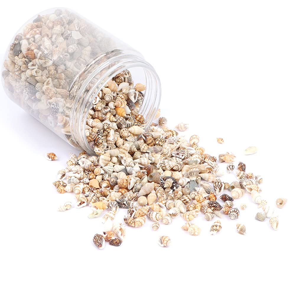 DIY Non-Porous Shell Small Conch Lemon Yellow 1500Pcs, Tiny Sea Shells Mixed Ocean Beach Spiral Seashells Craft Charms for Home Decorations, Candle Making, DIY Crafts, Fish Tank and Vase Filler