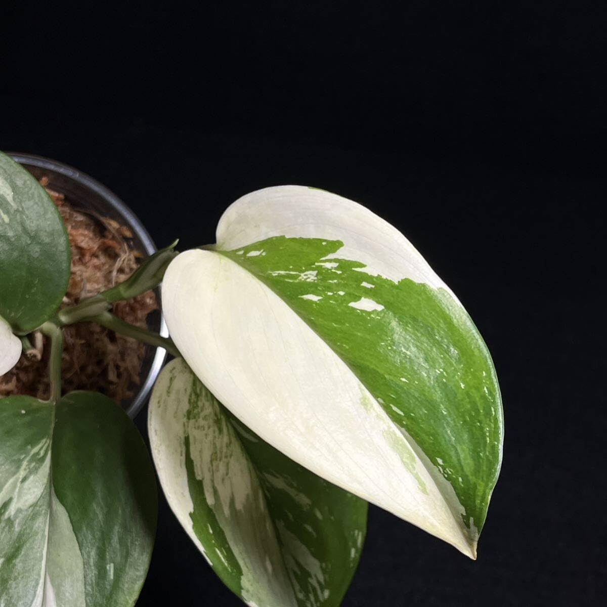 スキンダプサス Scindapsus treubii 'Dark Yellow'