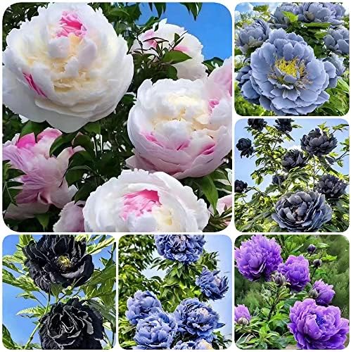 Pfingstrosen Pflanzen Winterhart Zwiebeln,Pfingstrose, Zimmerpflanzen