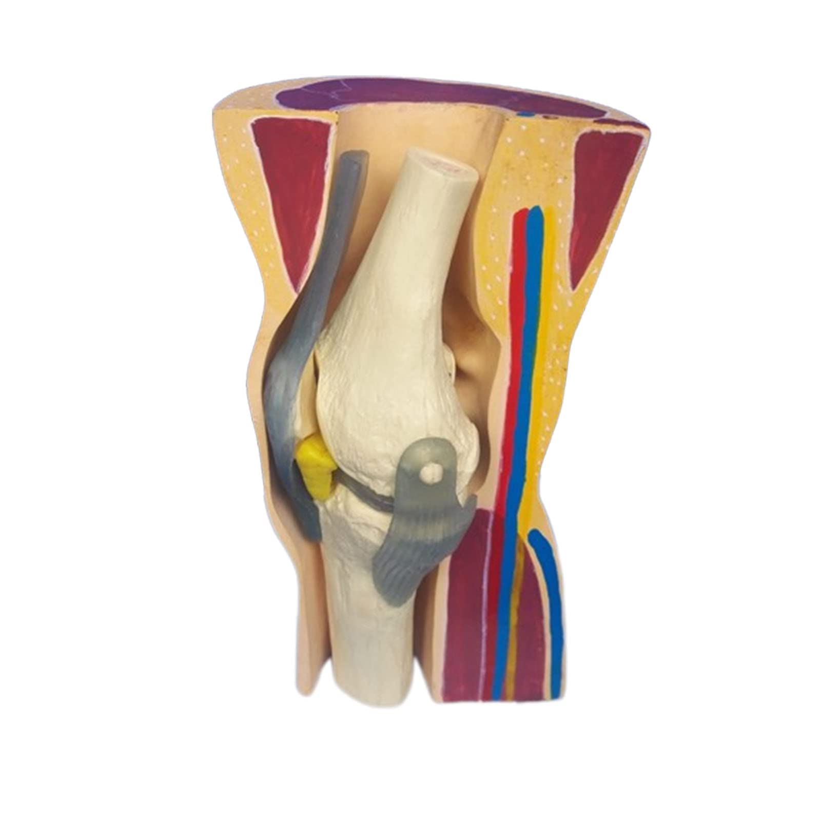 GTHTUHFD Human Knee Joint Skin Bone Skeleton Model Knee Joint Ligaments Skeleton Muscle Anatomy Model Medical Educational