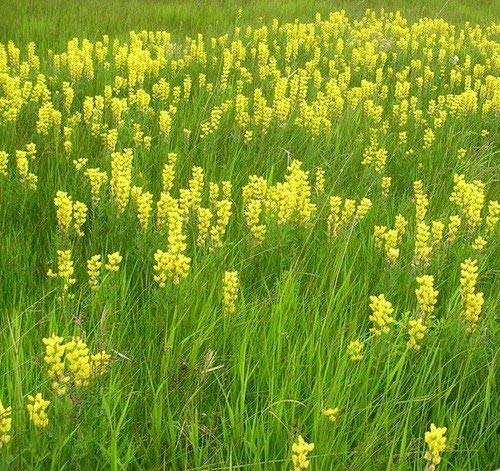 100 Semi - Pak Choi Bianco Stelo Semenza di Cavolo (Brassica rapa)
