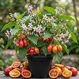 Red Tamarillo Plant 4" Pot, Tree Tomato Sweet Tropical Fruit Plant