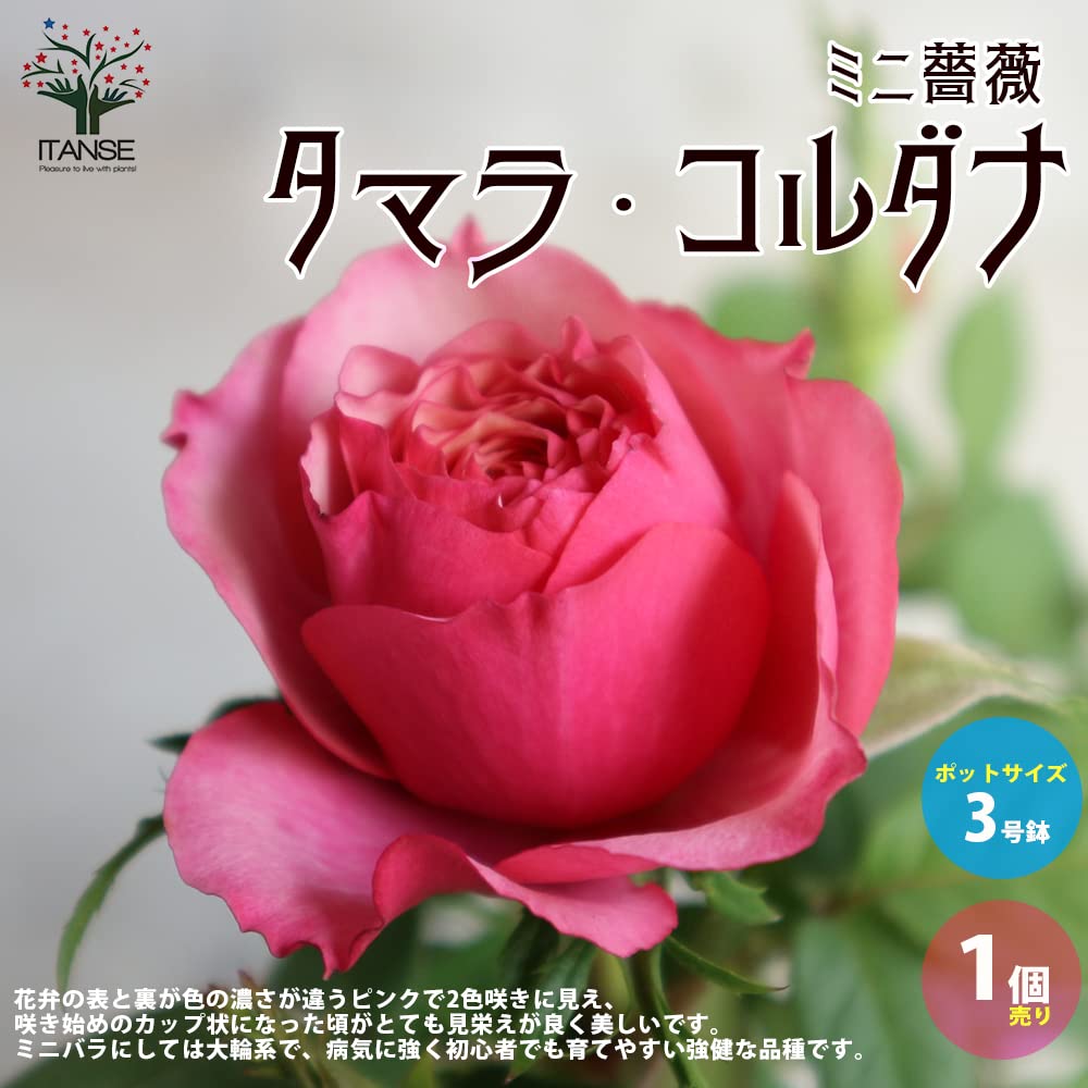 Amazon.co.jp: ITANSE ミニ薔薇 タマラ・コルダナ 3号 1個売り