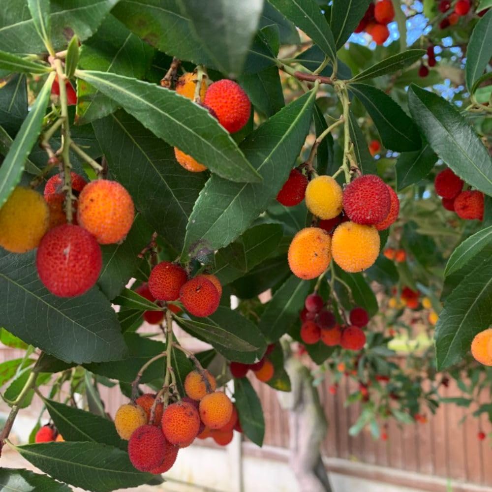 Arbutus unedo 'Atlantic' - Dwarf Strawberry Tree - Hardy Evergreen for Small Gardens - Bell-Shaped Flowers - Urban & Coastal Garden Plant โ 1x 3 Litre Potted Plant by Thompson & Morgan