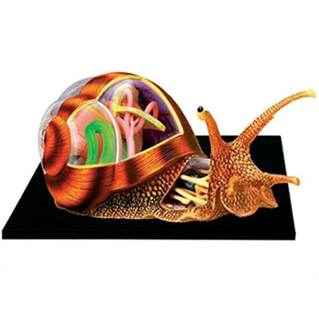 Amazon.co.jp: 4Dビジョンカタツムリ解剖学モデル、パズルアセンブリ