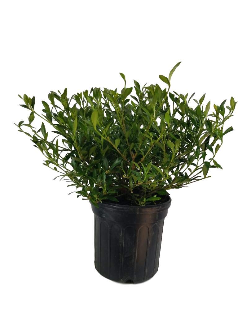Radicans Dwarf Gardenia Full Gallon