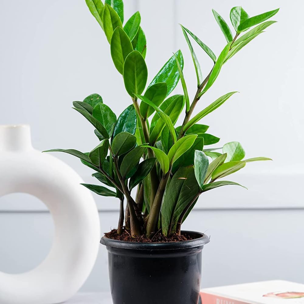 generic The Green Beach Live Green Zamia Zamioculas Zamiifolia " Raven" Succulent Rare Exotic Live Indoor and Outdoor Plant ZZ Green Air Purifier Plant-picture-5