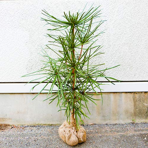 Amazon.co.jp: 庭木の苗 コウヤマキ(高野槙、高野槇) 苗木 : DIY・工具