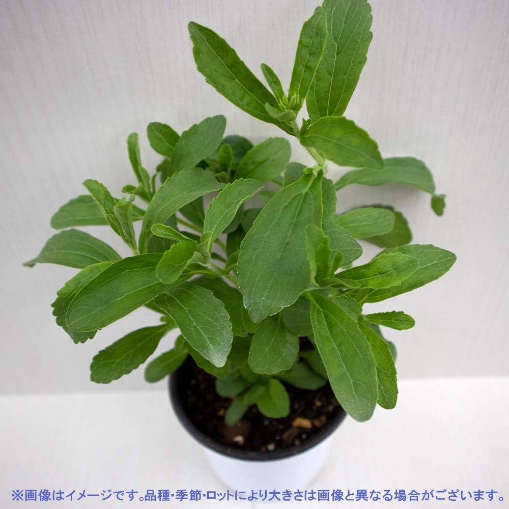 ステビア 若苗 小型ポット 楽天市場】【本日P2倍】 ハーブ 苗 ステビア（甘味料 ハーブ