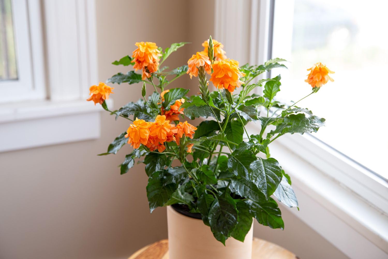 Crossandra Orange - Firecracker Flower (B0CNWLNSHC) Amazon Price History, Amazon Price Tracker