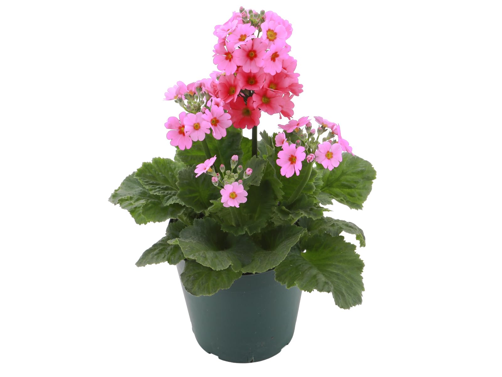 Amazon｜【きもの屋 さらさ】 4号鉢サイズ サクラソウ 桜草 鉢植え 全3