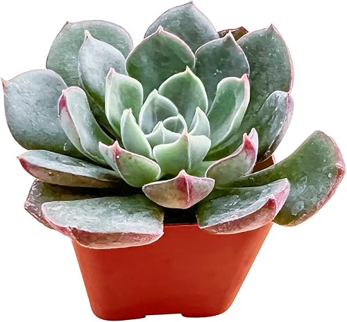Miniatura 2 de Sprout N Green Echeveria 'Joan Daniel', mini suculenta viva totalmente enraizada en maceta de 2 pulgadas con mezcla de tierra, planta de interior y