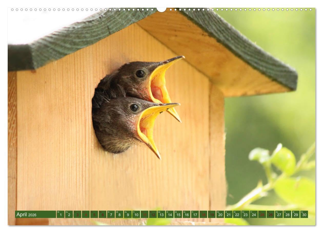Nachwuchs bei Familie Star (hochwertiger Premium Wandkalender 2026 DIN A2 quer), Kunstdruck in Hochglanz: Brutzeit der Stare (CALVENDO Tiere)