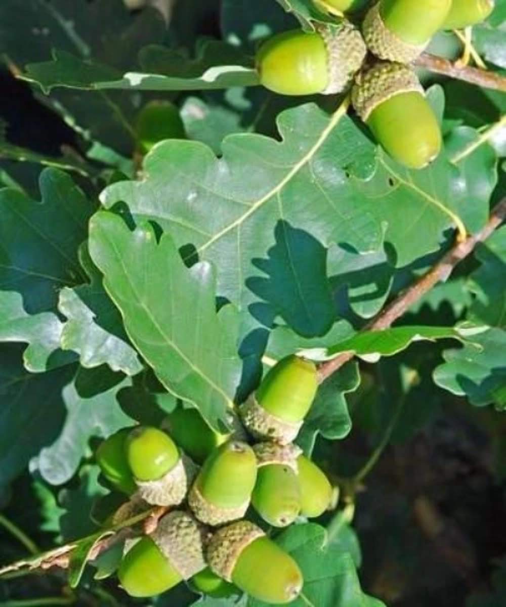 Buy Sessile Oak Trees Quercus petraea (Tree Saplings/Seedlings) Online at desertcart INDIA