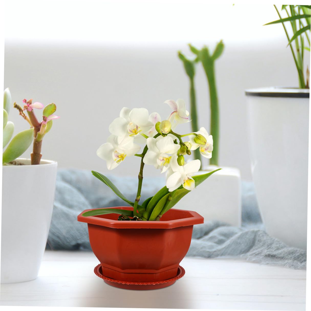 et Réutilisables en PP Rouges Pots Octogonaux Lot de 5 Faciles à Entretenir pour Plantes Succulentes et D'intérieur Adaptés pour Usage Intérieur et Extérieur