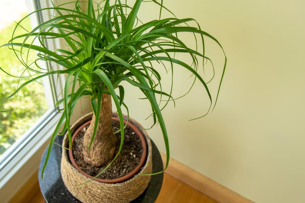 snake plant with yellow edges Yellow Laurentii Snake Plant - 17