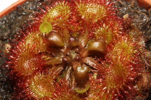 fleischfressende Pflanze, Sonnentau, Drosera rotundifolia, Größe ca,...