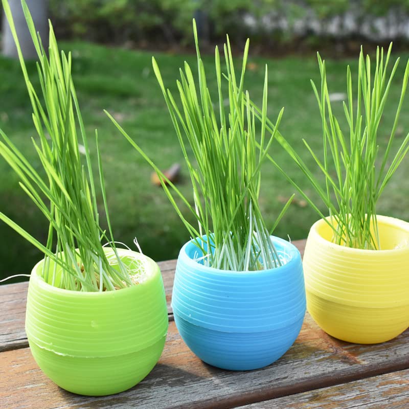 Amazon.com : Elsjoy 30 Pack Mini Succulent Pot, 3 Inch Plastic