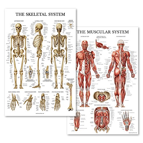 Flash Deals - 40% OFF Palace Learning Muscular & Skeletal System Anatomical Poster Set - Laminated 2 Chart Set - Human Skeleton & Muscle Anatomy - Double Sided (18 x 27)