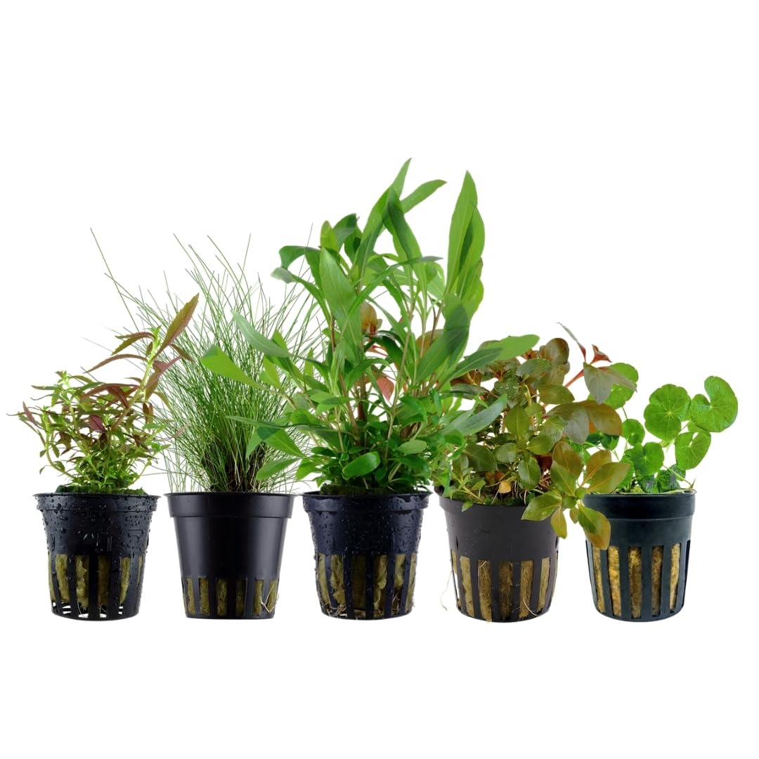 Plantes d'aquarium robustes AquaOne assortiment de 5 pots avec Ludwigia et Hygrophila