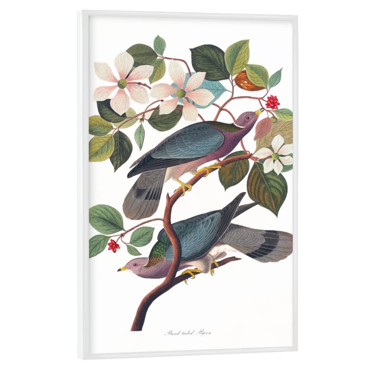 artboxONE Poster mit weißem Rahmen 75x50 cm Natur Band-Tailed Pigeon - Bild Abbildung Band-Tailed berühmte