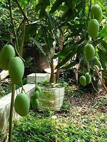 Mphmi Nurseryplant Care Bonsai All Season Mango Plant Sweet Dwarf Maldah Special Fruit Live Plant (B09NMJ3H1V) Amazon Price History, Amazon Price Tracker