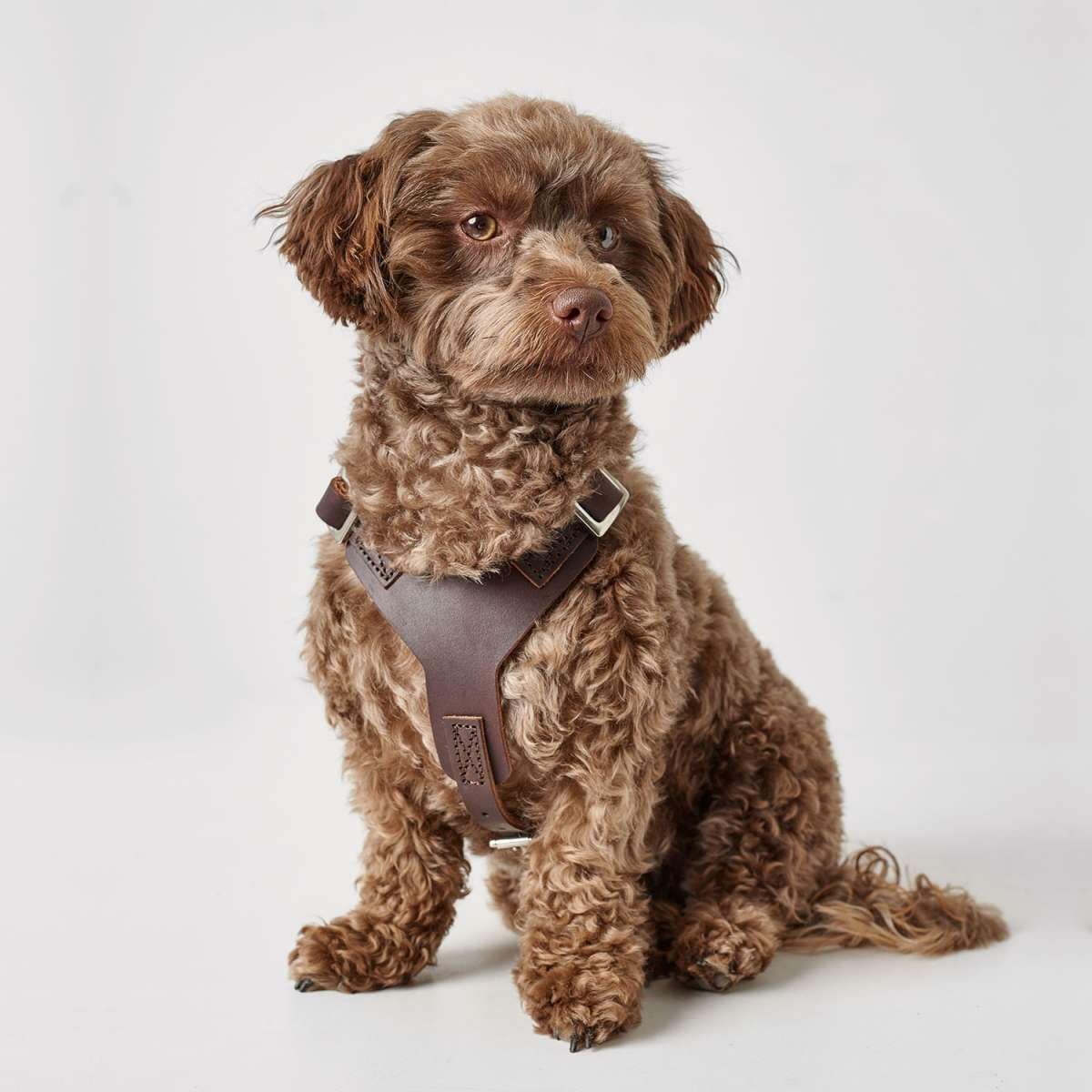 Hunter arnés para Perros, Color: marrón Oscuro, Cuero de Vaca, Ajustable, con Hebillas de plástico, diseño Limpio, Made in Germany, Tamaño: S-M/1