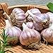Garlic Bulbs for Planting, Pack 4 Bulbs for Growing Outdoors, Fresh Heirloom Garlic Bulbs