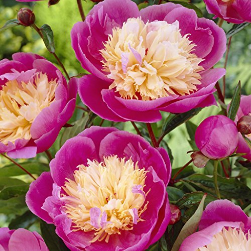 Van Zyverden Peonies Bowl Of Beauty Set of 3 Roots Van Zyverden Peonies Bowl Of Beauty Set of 3 Roots