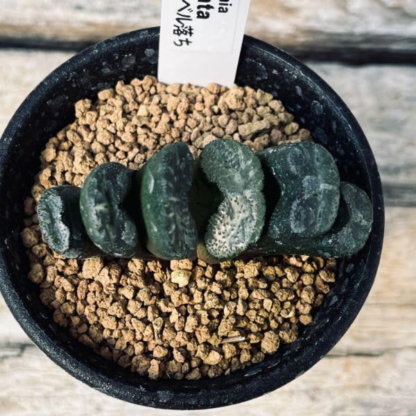 Amazon｜多肉植物：ハオルチア 玉扇 R（ラベル落ち）*幅6cm