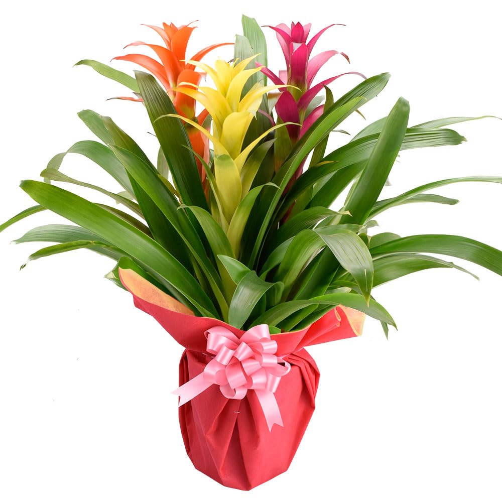Amazon｜観葉植物 グズマニア3本立て 7号鉢 1株 / 国華園 25年春商品