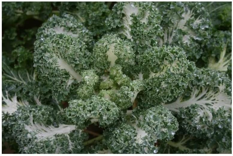 PREMIER SEEDS DIRECT - Kale Emerald ICE - 25 Seeds