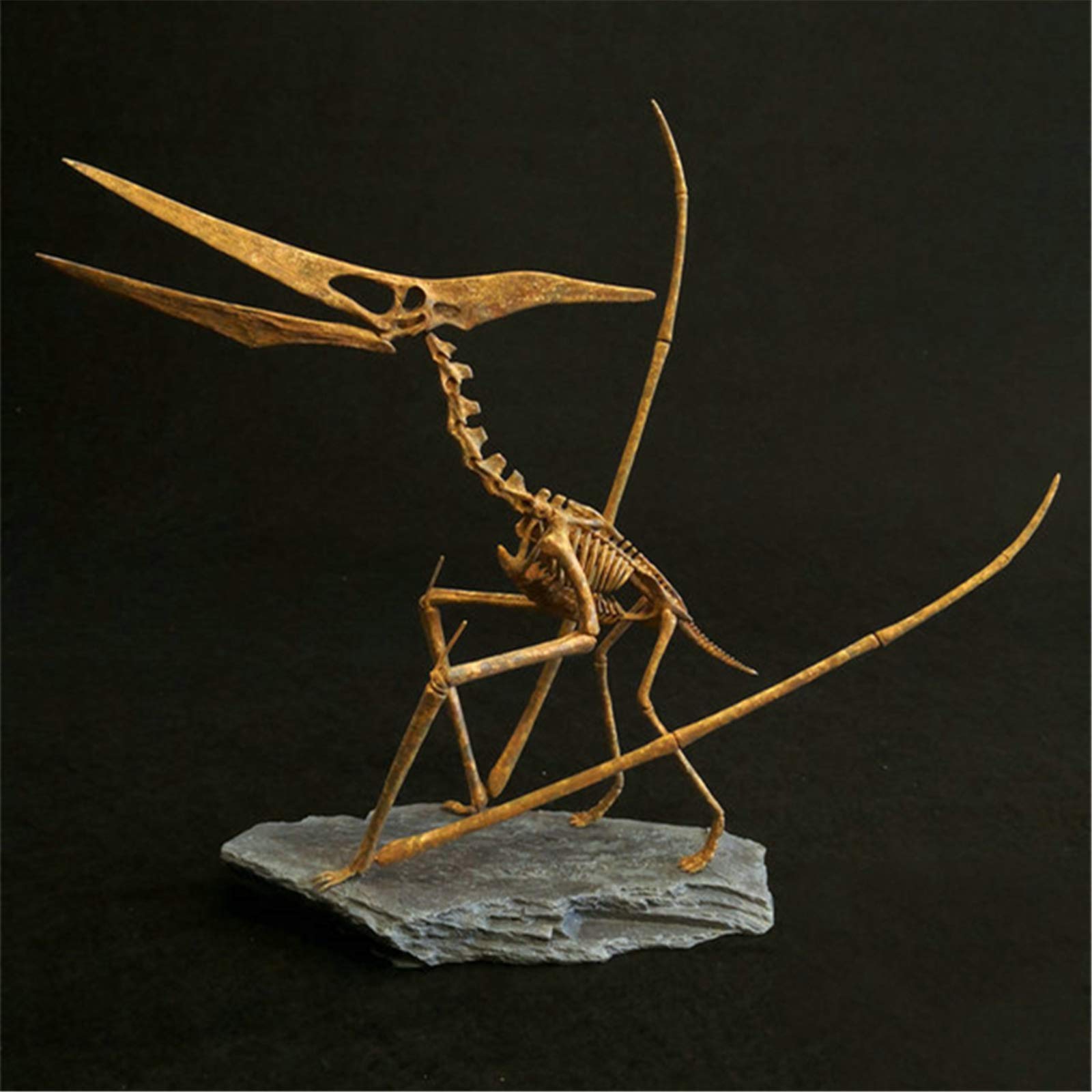 Amazon | 菊石 1/10 サイズ プテラノドン 翼竜 骨格 恐竜