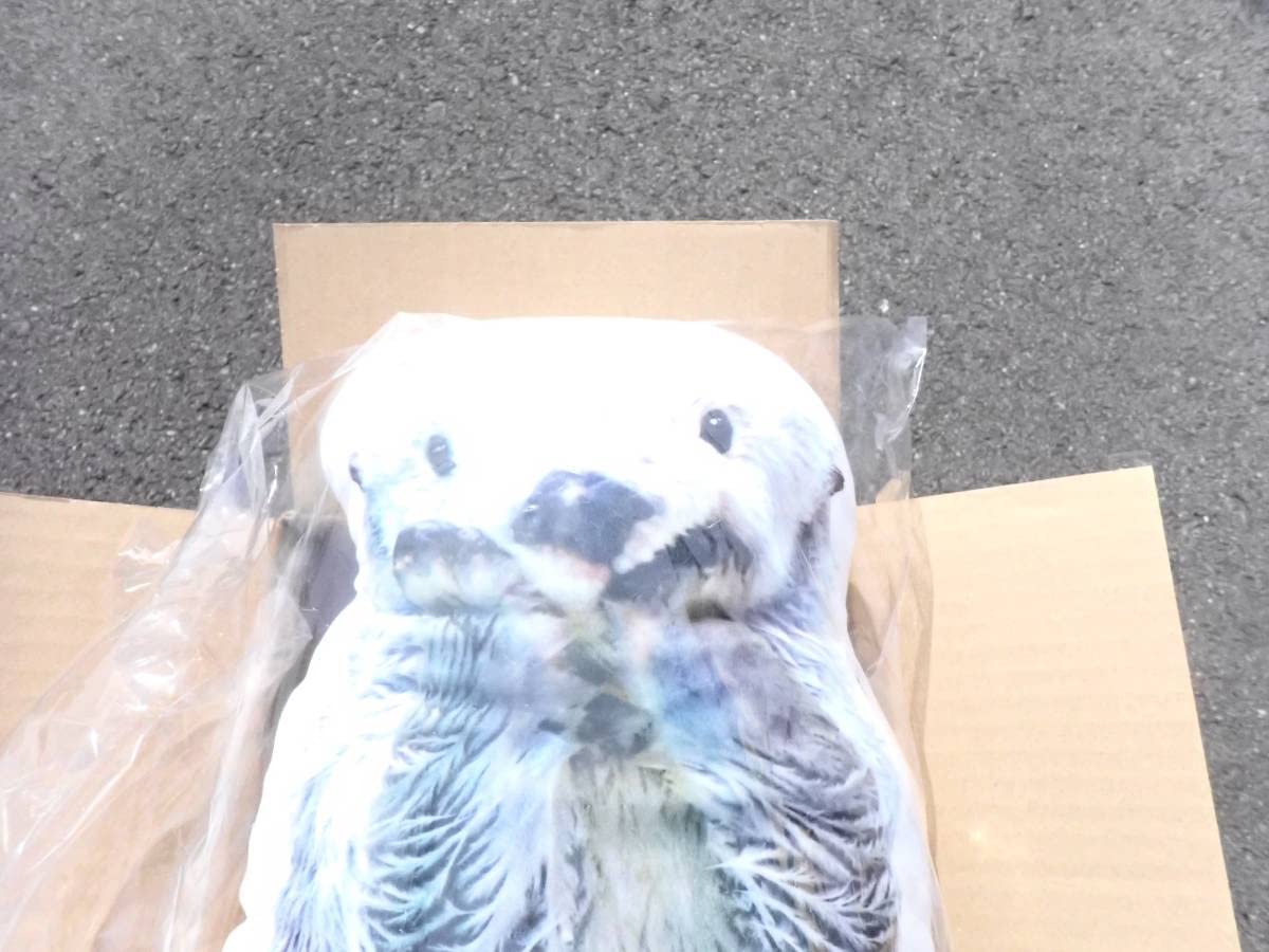 Amazon.co.jp: 鳥羽水族館限定 メイキラクッション 鳥羽水族館 ラッコ