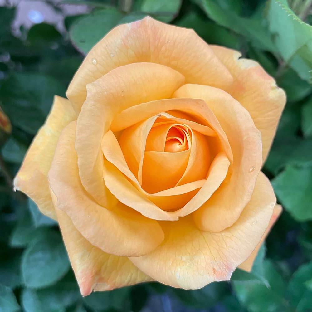 YouGarden Harkness Rose 'A Faithful Friend' 4 Litre Pot