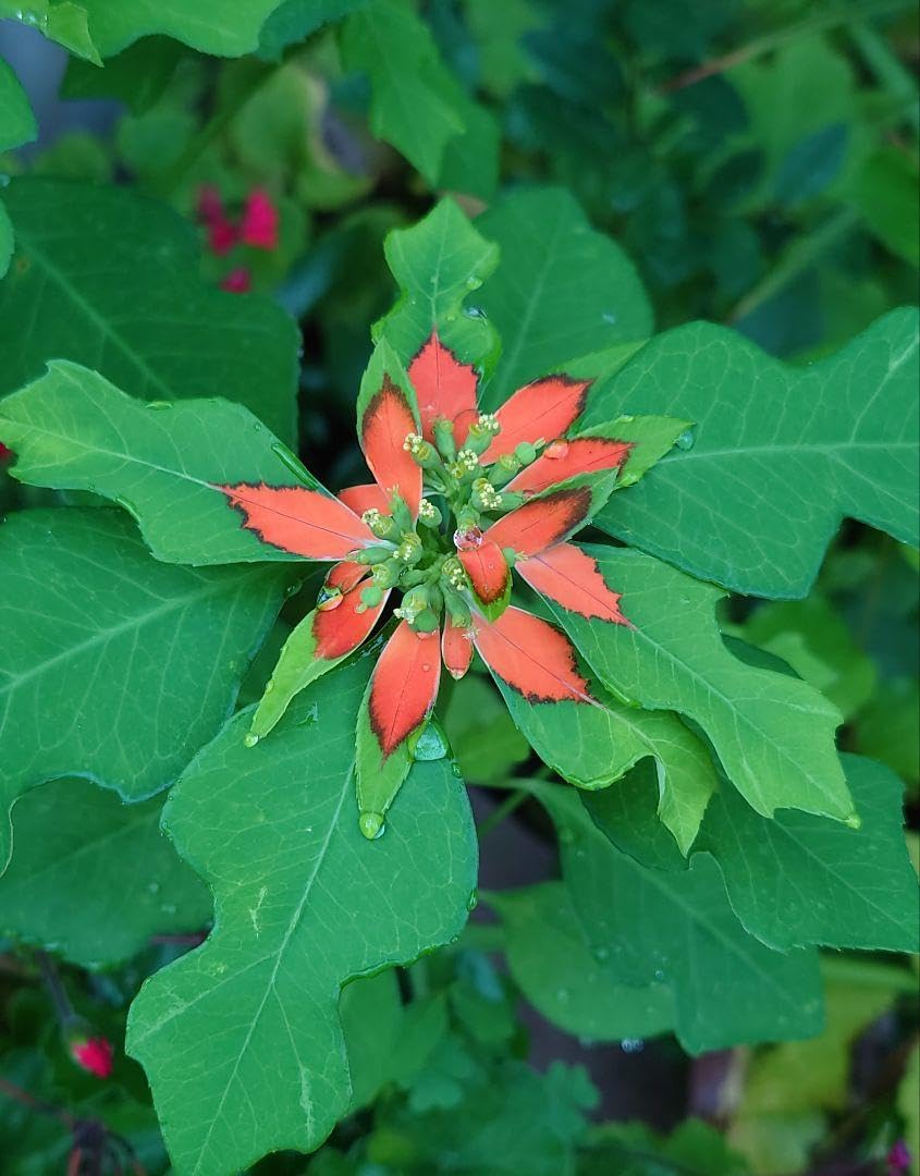 Amazon.co.jp: サマーポインセチアの種50粒以上 春まき種 花の種 : DIY