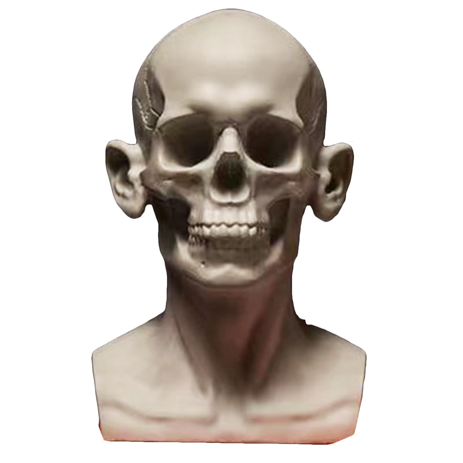 XCSCUK Generic Planar Head Model, Human Skeleton Head Skull Model, Artists Learn Planes Of Face,for Artistic Drawing Sketching Painting (T9)