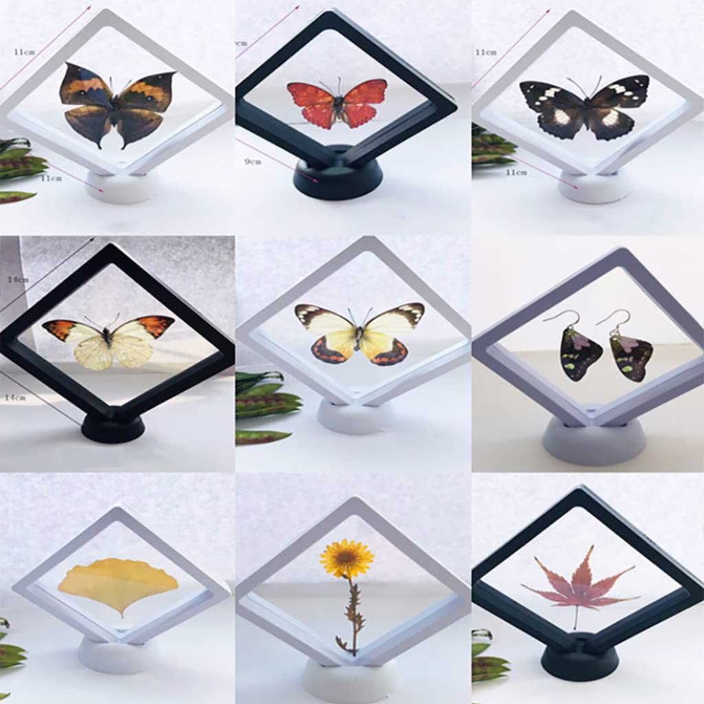 Mori出品 立体標本5点 Mori出品 立体標本5点 mqdefault.jpg